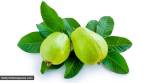Just how beneficial is the guava leaf? Find out
