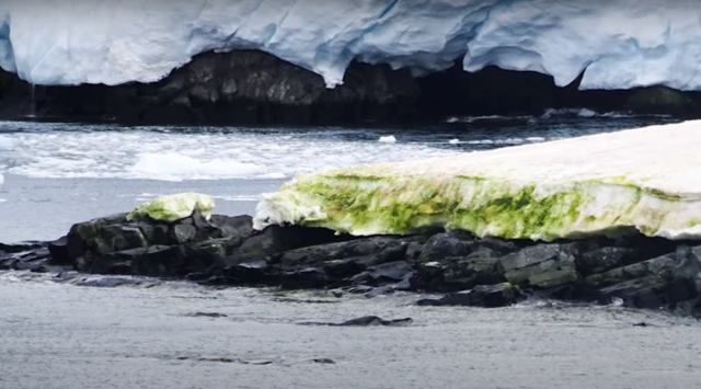 Arctic is turning green, hints towards drastic consequences of climate change