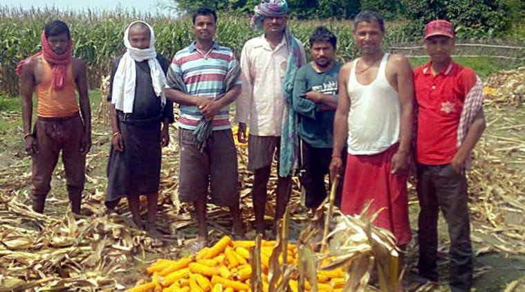 migrant labourers, migrant movement, farm labourers, paddy crop, indian agriculture, agriculture, punjab agriculture, india coronavirus lockdown