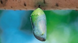 Yellowstone National Park, mother nature, earth global warming, butterfly chrysalis, butterfly chrysalis origin, indian express