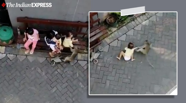 kids monkey bike