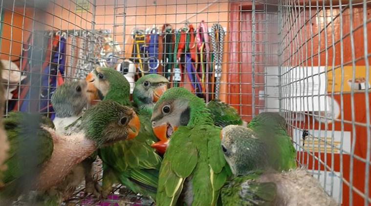 Baby Parrots Hill Myenahs Recovered From Smuggler In Tripura North East India News The Indian Express