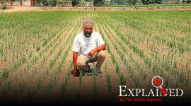 Labour crisis, farm Labour, Punjab paddy farming, Punjab labour shortage, labour shortage in farms, paddy transplanting, what is paddy transplanting, coronavirus, migrant labour, seeding, Indian express