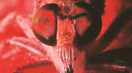 Ranjit Lal, insects, insect photography, macro photography