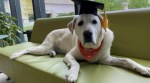 Therapy dog receives honorary doctorate in veterinary medicine