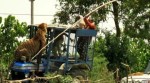 'Majestic': Netizens react after picture of tiger on roof of tractor in UP goes viral