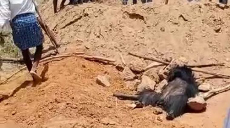 Sloth bear beaten to death in Telangana, 25 villagers identified as