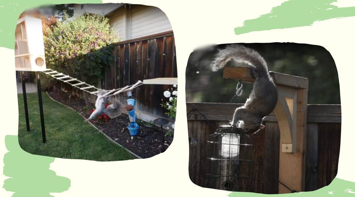 Perfect Squirrel Proof Bird Feeder, NASA, NASA Engineer's Obstacle Course, nasa engineering viral video, trending, indian express, indian express news