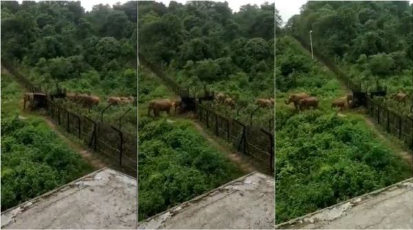 bsf elephant enter, elephant herd enter through border, elephant cross fence garo hills, meghalaya border elephant entre, viral news, indian express