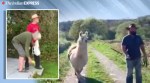 Watch: A llama and its owner are delivering food in Wales to cheer people up