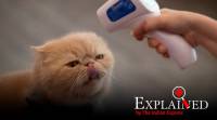 Virus Outbreak Cats Cats can infect cats with Covid, without symptoms: unpacking a new study