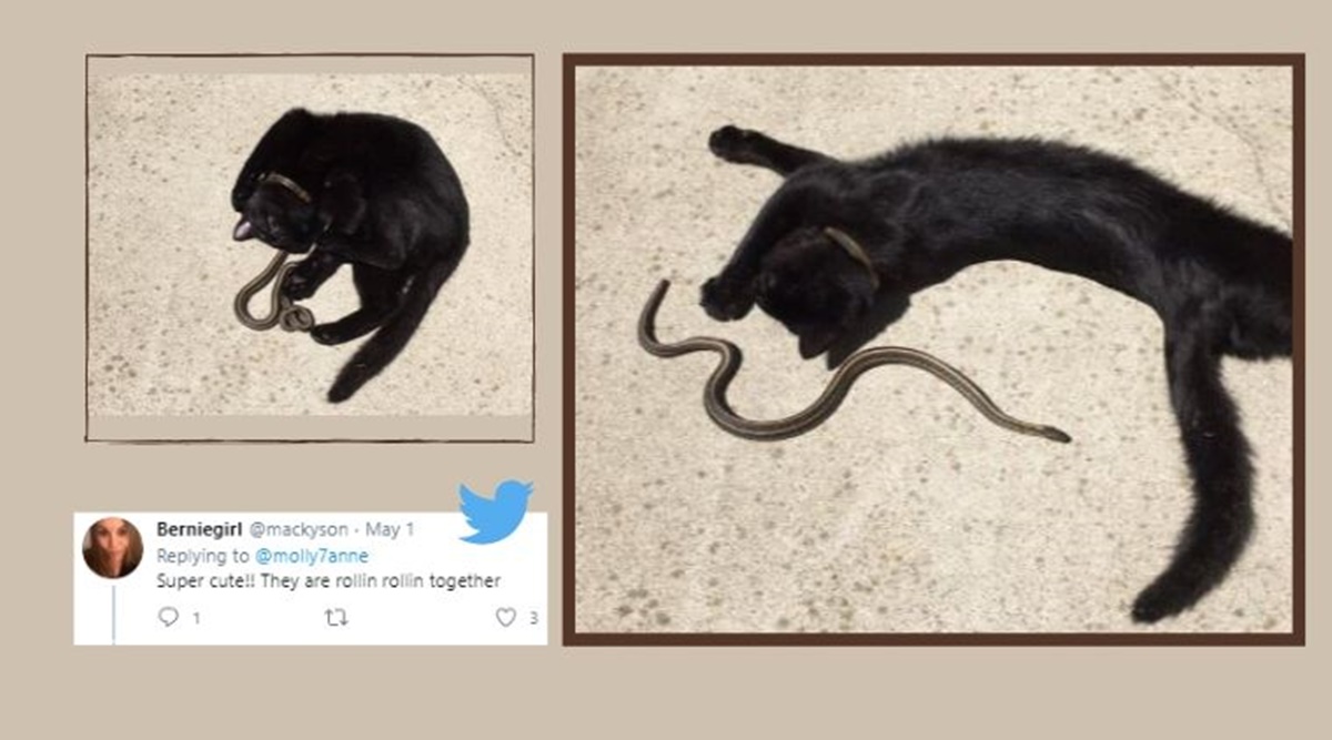 These Pictures Of A Cat And A Snake Are Not What You Think They Are Trending News The Indian Express