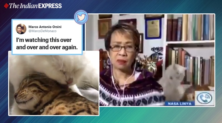 Cats Fight in Background of Live TV Broadcast