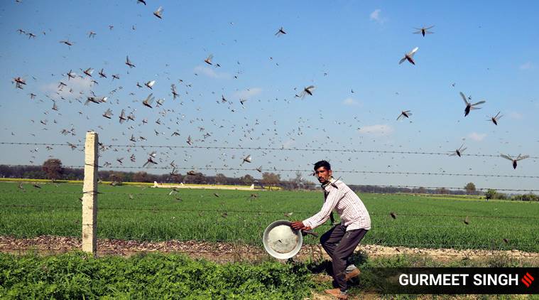 locusts attack, locusts damage crops, locusts attack india, locusts reaching delhi, rajasthan locust news, 