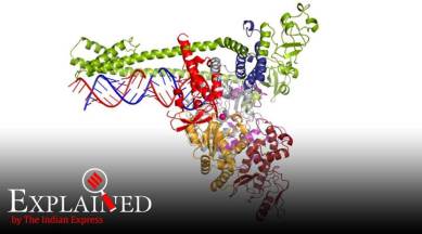 coronavirus, coronavirus attack, how coronavirus spreads in body, coronavirus affects cells, coronavirus transmission, how coronavirus attacks, coronavirus explained, coronavirus news, covid 19 india, coronavirus latest news, coronavirus india, covid 19 tracker, covid 19 india tracker, Indian express