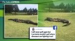 Watch: Two alligators engage in intense fight at US golf course