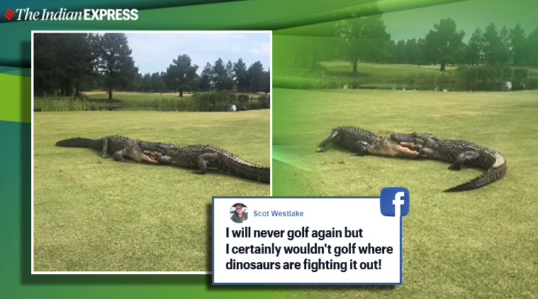 Watch Two Alligators Engage In Intense Fight At Us Golf Course