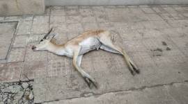 Blackbuck death count, monsoon season, AHmedabad news, Gujarat news, Indian express news