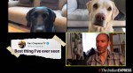 Man conducts Zoom call with pet dogs over their 'performance' and netizens love it