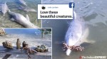 Missing interactions, dolphins in Australia start giving more 'gifts' to volunteers
