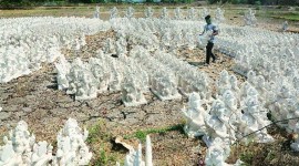 coronavirus, india lockdown, maharashtra lockdown, ganesh idols, ganpati festival maharashtra, ganesh idol sale in maharashtra, indian express news