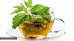 Have you tried the nettle tea? Here's why you should