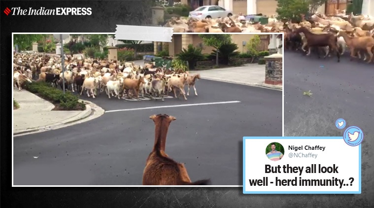 herd of goats, herd of goats viral video, goats, funny goats viral video, California