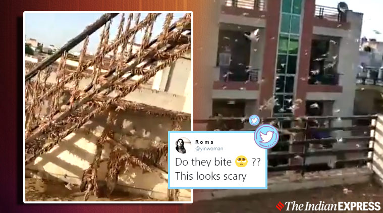 Locusts enter Jaipur, locusts viral video, #LocustAttack, twitter reactions, 