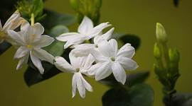 jasmine flower, natural conditioner, jasmine flower oil for hair care and skin care, natural remedies, home remedies, DIYs, beauty, indian express, indian express news
