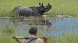 kaziranga national park, kaziranga rhino poaching, rhino poaching assam, rhino killed in kaziranga, assam news, may 10 news