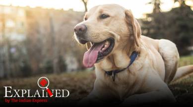 Explained: Can dogs be trained to sniff out Covid-19?