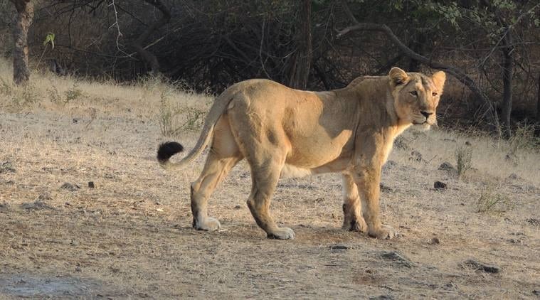 asiatic lion, asiatic lion enters building, asiatic lion in gujarat, gir wildlife sanctuary , gir wildlife division, indian express news