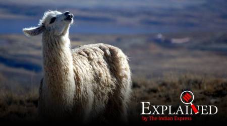Explained: In antibodies from llamas, scientists see Covid-19 hope