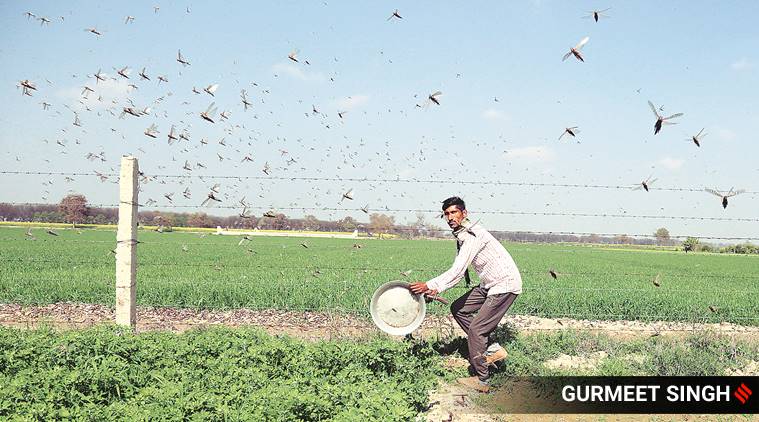 locust attack Delhi, Delhi locust attack, locusts attack, locust swarm Delhi, Delhi news, city news, Indian Express