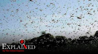 locust attack India, India locust attack, Pakistan locust attack, locust swarm India, Express Explained, Indian Express
