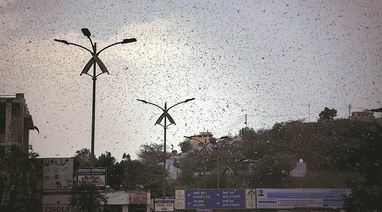 locust, locusts, locust attack, India locust attack, locust attacks, India news, Indian Express