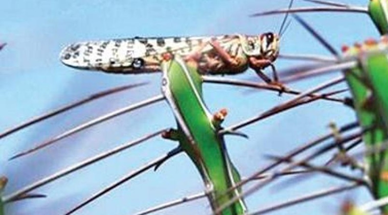 locust, locust attack in maharashtra, locust threat, locust crop destroy threat, locust killing, Dadasaheb Bhuse, indian express news