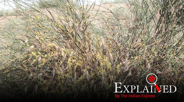 Locusts on a shrub (Source: Locust Warning Centre, Government of India)