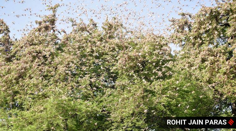 Explained: Why locusts are being sighted in urban areas, what it can mean for crops