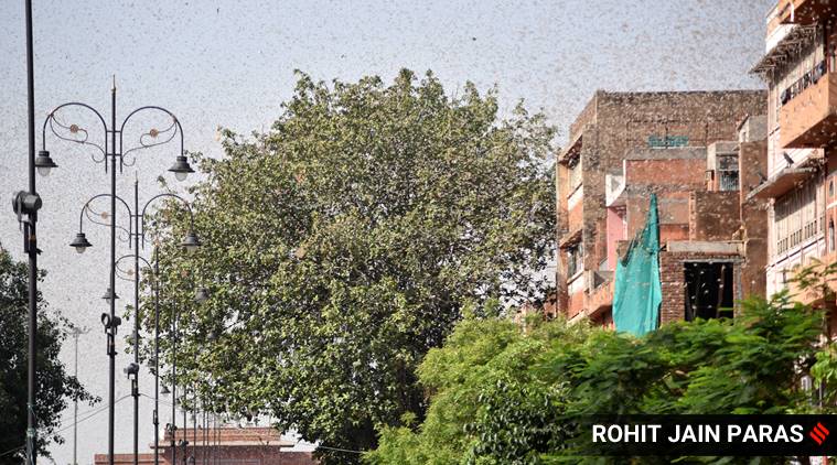 Explained: Why locusts are being sighted in urban areas, what it can mean for crops