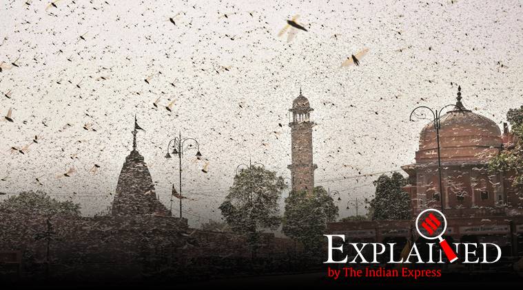 locust attack India, India locust attack, Pakistan locust attack, locust swarm India, Express Explained, Indian Express