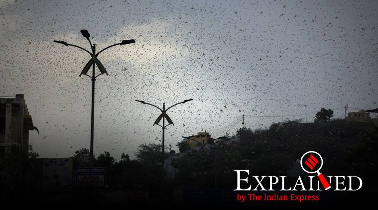 Locust attack: A joint fight by India and Pakistan, over the years