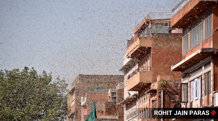 Explained: Why locusts are being sighted in urban areas, what it can mean for crops