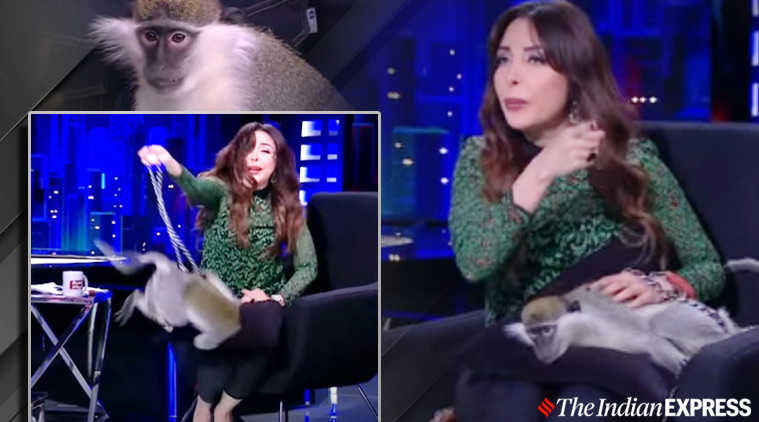 TV bloopers, live tv bloopers, monkey attack tv presenter, Egyptian TV presenter Lobna Asal, lobna asal monkey attack, viral news, indian express