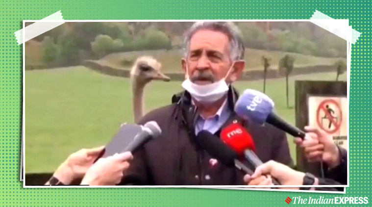 Ostrich video bombs Press Conference, Miguel Angel Revilla, Spanish, President of Cantabria, spain