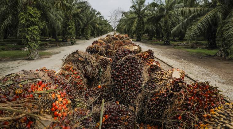 https://images.indianexpress.com/2020/05/palm-oil-fruit-bloomberg-759.jpg