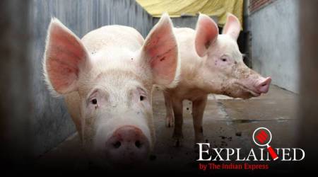 Explained: What is African Swine Fever reported in India for the first time?