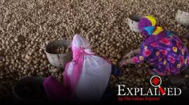 Explained: How Covid has flattened prices, shifted demand curve for agri-commodities