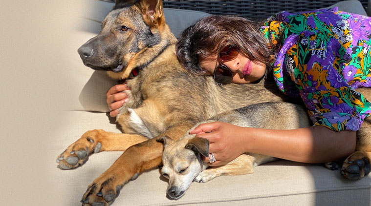 priyanka chopra pets photos