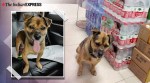 Unaware of owner's death, dog waits at Wuhan hospital for three months